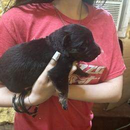 Boy 2 - Bi-color male German Shepherd puppy in Dunn, North Carolina from Von Fousthaus GSDogs