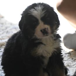 Girl 3 - Black tan and white female Bernese Mountain Dog puppy in Loveland, Colorado from Grateful Bernese & Gage's Goldens