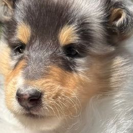 Collies from Thunderstruck Collies