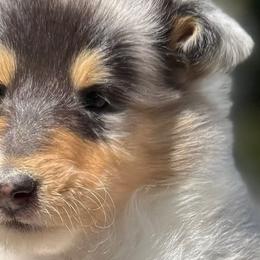 Collies from Thunderstruck Collies