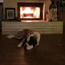 Saint Bernard Puppies from Dementhon Saint Bernards