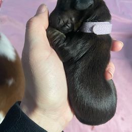 Lavender - Red Dachshund puppy in Kingston, Illinois from Oak Bridge Farm
