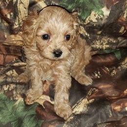 Cavapoo Puppies from Lebel Cavapoos
