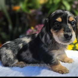 Adam 3000 - Dapple male Dachshund puppy in Ben Wheeler, Texas from Anytime Dachshunds by D.B.