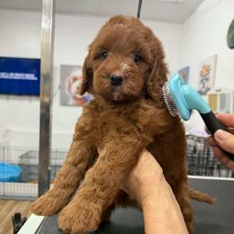 Freddy - green collar - Red  male Goldendoodle puppy in Yuciapa, California from AlltheDoodlez_