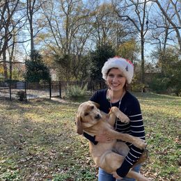 Labrador Retriever Puppies from Spring Water Labs of the Carolinas
