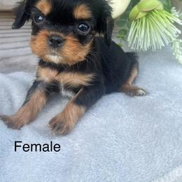 Female - Black and tan female Cavalier King Charles Spaniel puppy in Greensburg, Kentucky from Kentucky Cavalier King Charles Spaniels