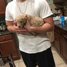 Goldendoodle Puppies from Da Ruba Doodles