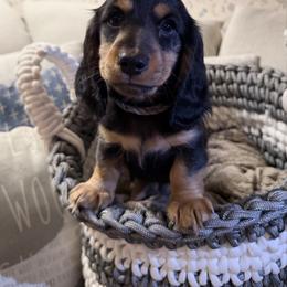 Gray collar - Black and tan male Dachshund puppy in Mount Holly Springs, Pennsylvania from Miniature Dreams Dachshunds