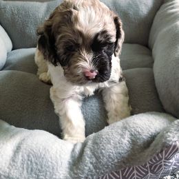Cockapoo Puppies from Oodles of Doodles and Love