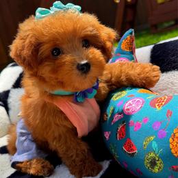 Girl 1 - Apricot female Maltipoo puppy in Sugar Land, Texas from Celebrity Maltipoos