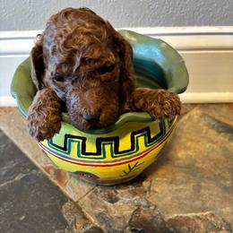 Pink Collar - Red  female Poodle puppy in Henagar, Alabama from Windy Oak Kennels