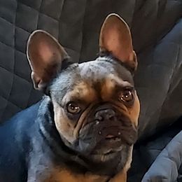 Jango - French Bulldog