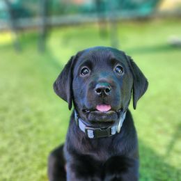 Labrador Retriever Puppies from Steele Caliber Retrievers