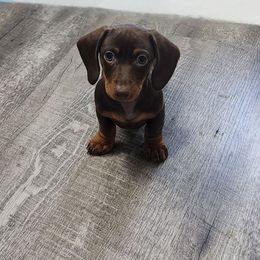 Cupid - Chocolate and tan Dachshund puppy in Eatonville, Washington from Fritz Family Friends