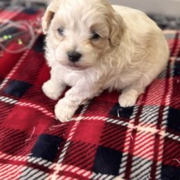 Russ - White and lemon male Maltese puppy in Franklin, Kentucky from Unicorn tiny Maltese puppies