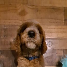 Goldendoodle Puppies from Dahlia Doodles