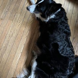 Border Collie All Grown Up from Border Collie LLC
