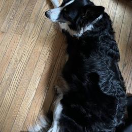 Border Collie All Grown Up from Border Collie LLC