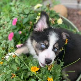 Australian Shepherd Puppies from True Heart Aussies