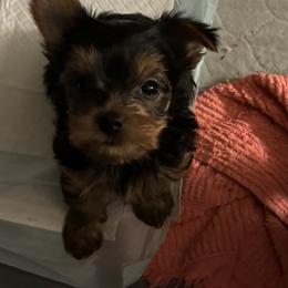 Ricky - Black and tan male Yorkshire Terrier puppy in Gambrills, Maryland from Corinne's Yorkshire Terriers