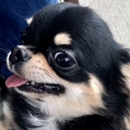 TITO - Chihuahua