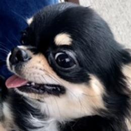 TITO - Chihuahua