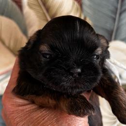 Bentley - Black and tan male Shih Tzu puppy in Claremont, California from Lovable Shih Tzus