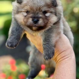 CAIN - Orange male Pomeranian puppy in Willis, Texas from Treasured Jewels Pomeranians