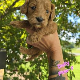 Cockapoo Puppies from Ashley Dedmon