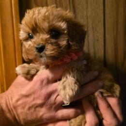 Rory - Red female Cavapoo puppy in Arkansas from Brew House