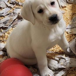 Stripes - Yellow male Labrador Retriever puppy in Middleburg, Pennsylvania from Countrylanes labs
