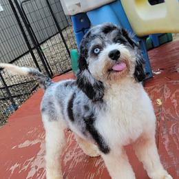 Bella - Bernedoodle