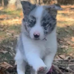 Cal - Atypical merle male Border Collie puppy in Jonesboro, Arkansas from Hampton Border Collies