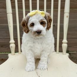 Monica - Chalk female Australian Labradoodle puppy in Chelsea, Michigan from Michigan Labradoodles
