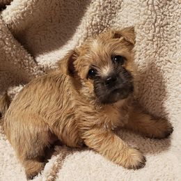 Girl 4 - Wheaten female Cairn Terrier puppy in Centerville, Texas from Cedar Forrest Terriers LLC (Cairns & Australian Terriers)
