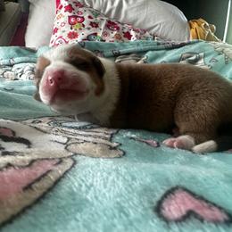 Fanta - Red female Pembroke Welsh Corgi puppy in Saint George, South Carolina from Carolina cotton candy corgis