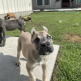 Cane Corso Puppies from Bayou Cane Corso
