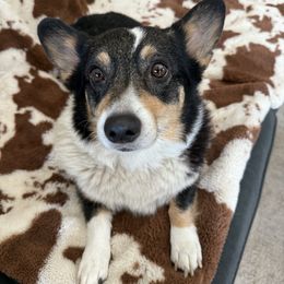 Pembroke Welsh Corgis from Mid Valley Corgis