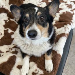Pembroke Welsh Corgis from Mid Valley Corgis