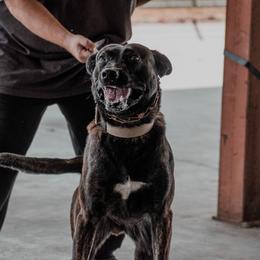 Belgian Malinois and xDutch Shepherd All Grown Up from Alliance K9