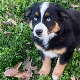 Raleigh - Black tri Miniature American Shepherd puppy in Ruffin, North Carolina from Valkyrie Adventures