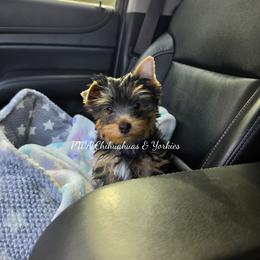 Blue - Black and tan male Yorkshire Terrier puppy in Laredo, Texas from PWA Chihuahuas & Yorkies