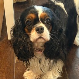 Hope and also Schatzi - Cavalier King Charles Spaniel