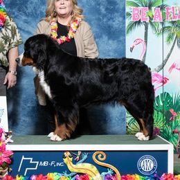 Bella - Bernese Mountain Dog