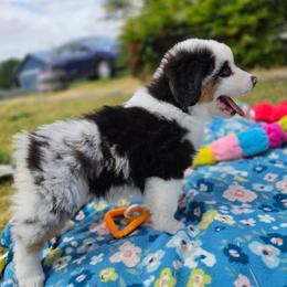 Arrow - Blue merle male Miniature American Shepherd puppy in Kalama, Washington from Lone Pine Miniature American Shepherds