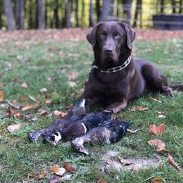 Larry - Labrador Retriever