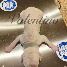 Valentino - White male Poodle puppy in Mobile, Alabama from Semmy’s Standard Poodle LLC
