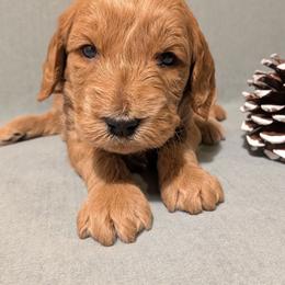 Bear - Apricot male Goldendoodle puppy in Rochester, New York from Willowgreen Goldendoodles