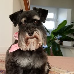 Noir - Miniature Schnauzer